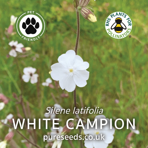 White Campion Seeds (Silene latifolia)